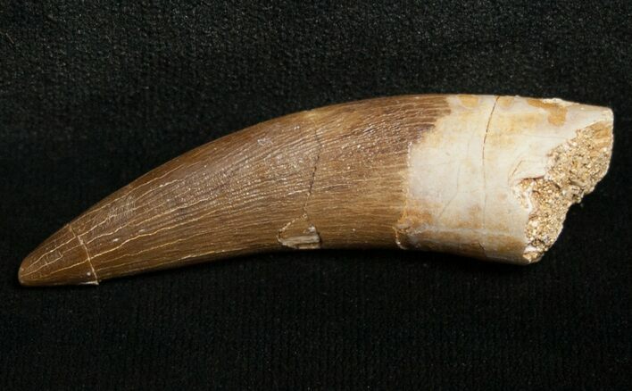 Fossil Plesiosaur Tooth - Cretaceous Reptile #8666